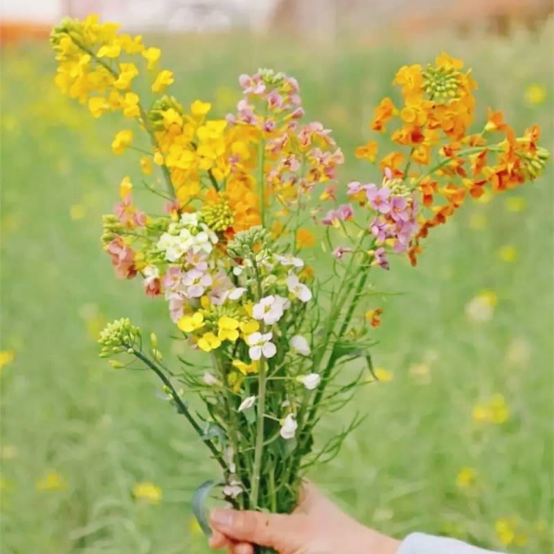 进口彩色油菜花种子花海景观绿化观赏大花彩色油菜花油菜籽耐