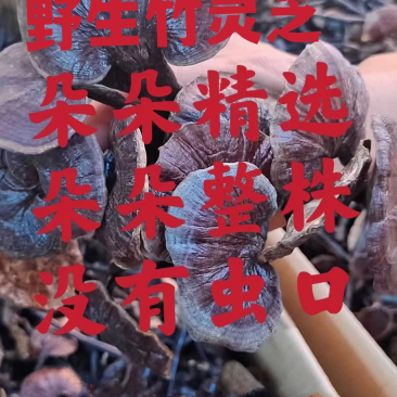 竹灵芝9月新货纯野生老挝进口朵朵整株一手货源