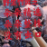 竹灵芝9月新货纯野生老挝进口朵朵整株一手货源