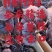 竹灵芝9月新货纯野生老挝进口朵朵整株一手货源