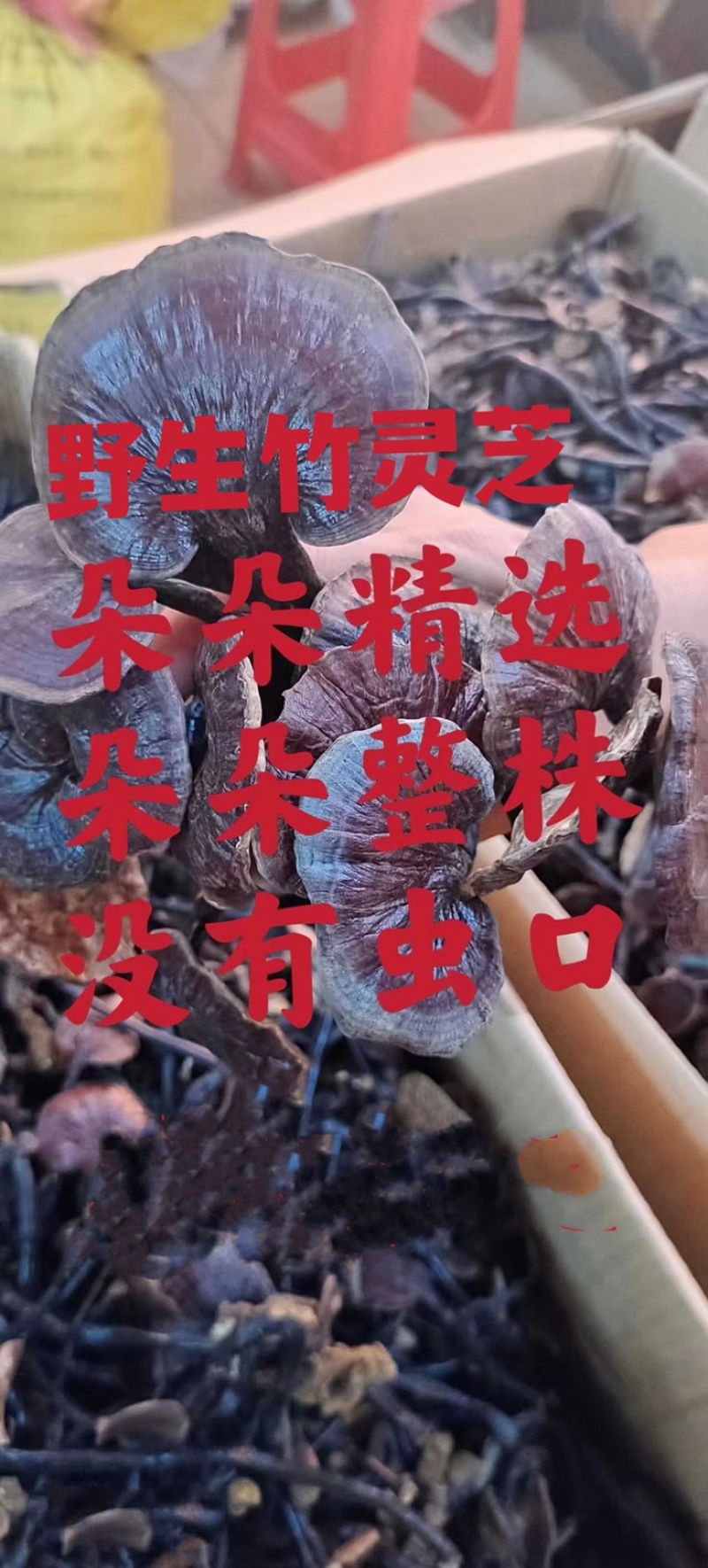 竹灵芝9月新货纯野生老挝进口朵朵整株一手货源