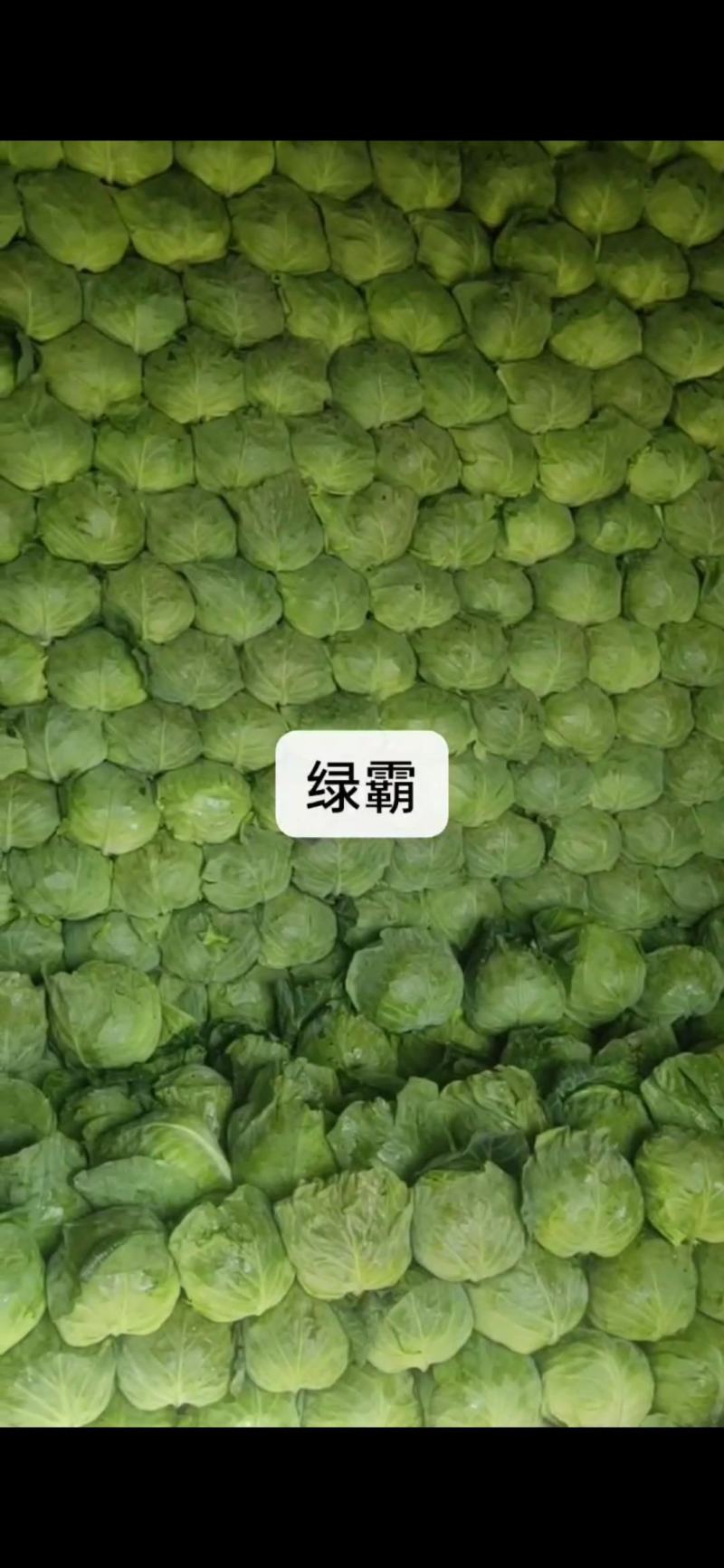 精品韩绿