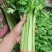大量提供香芹