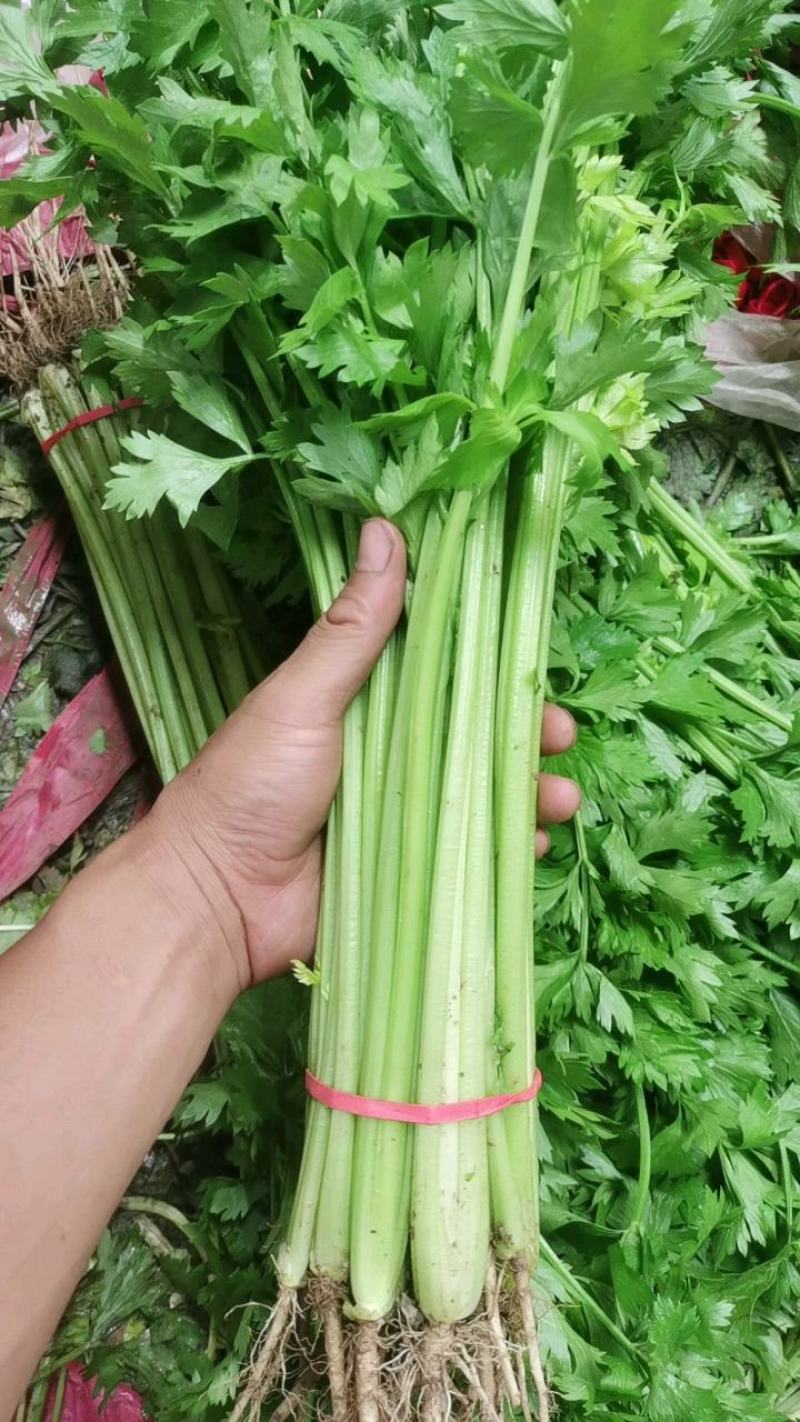 大量提供香芹