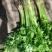 大量提供香芹