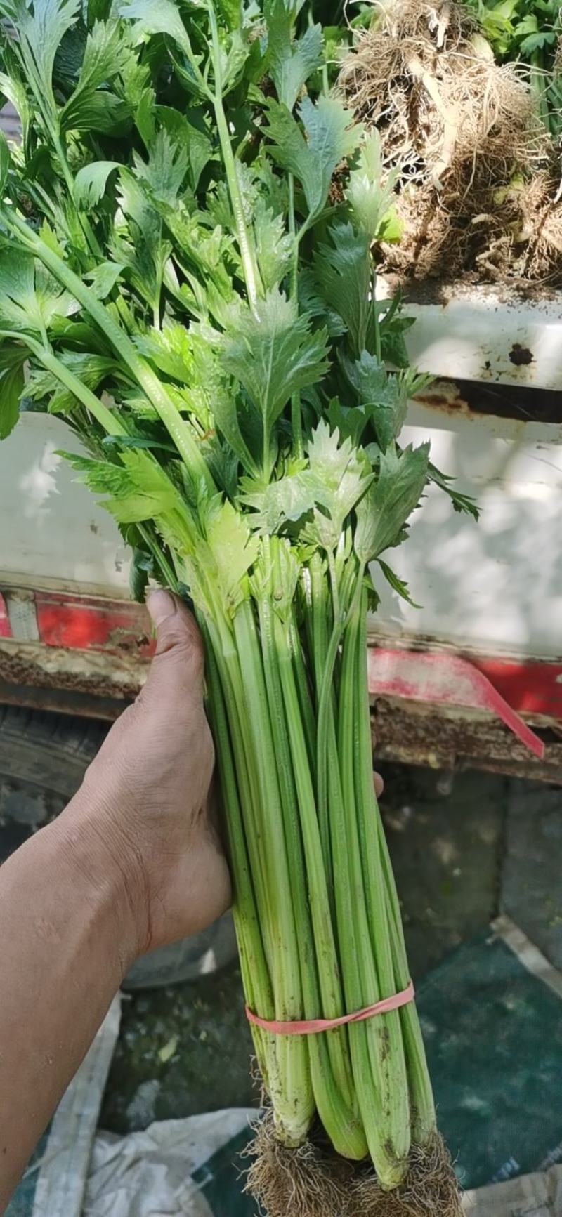 大量提供香芹