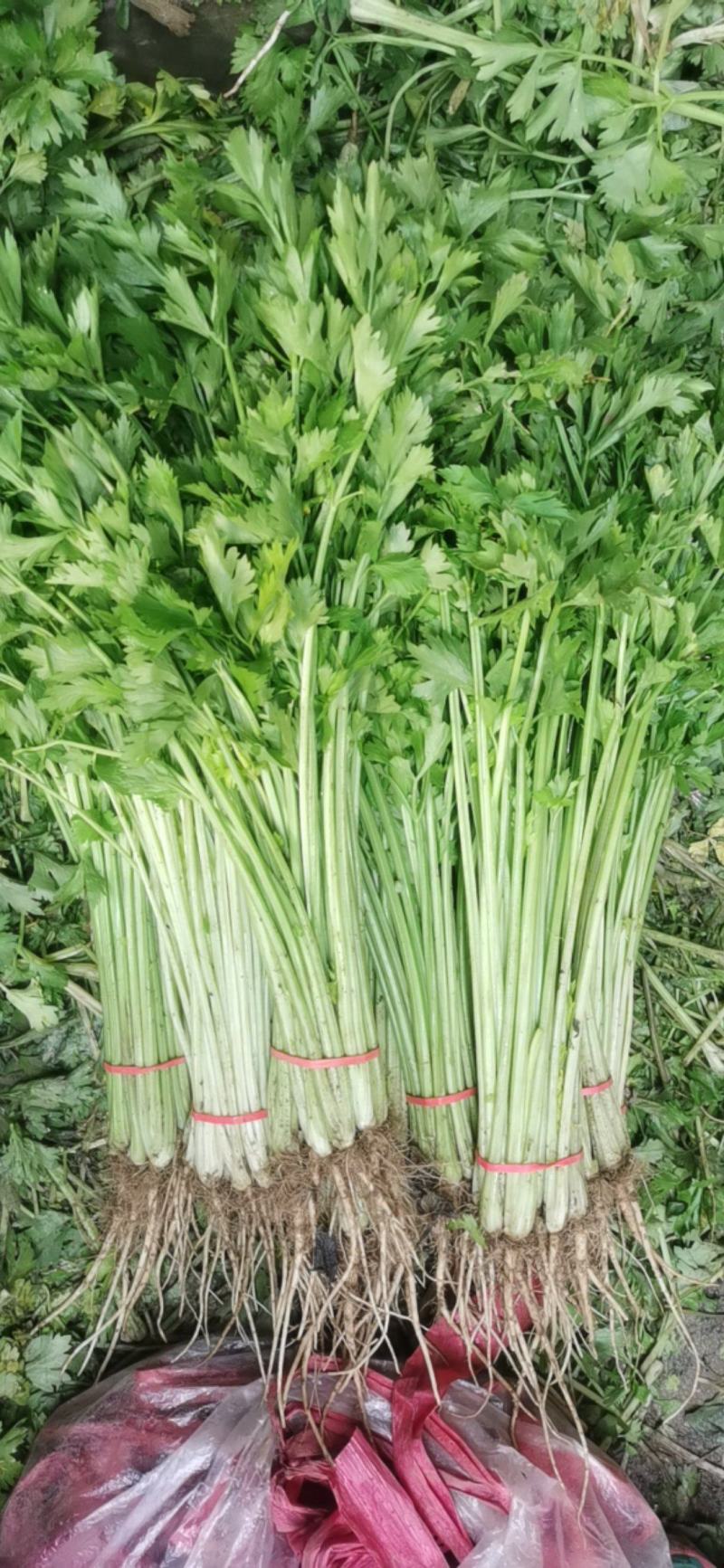 大量提供香芹