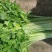 大量提供香芹