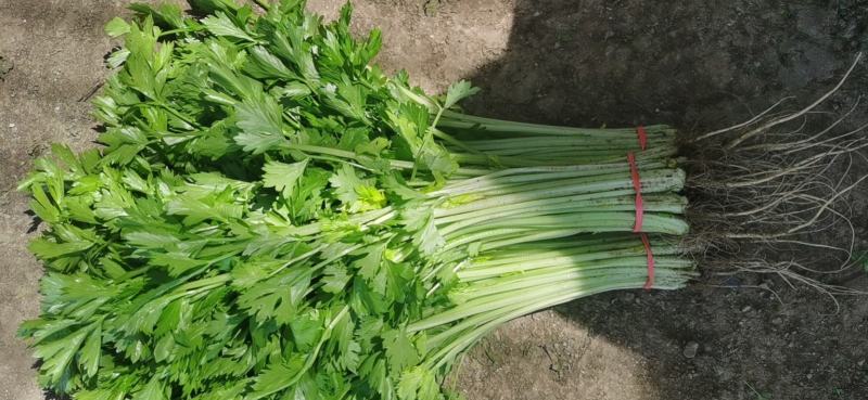 大量提供香芹