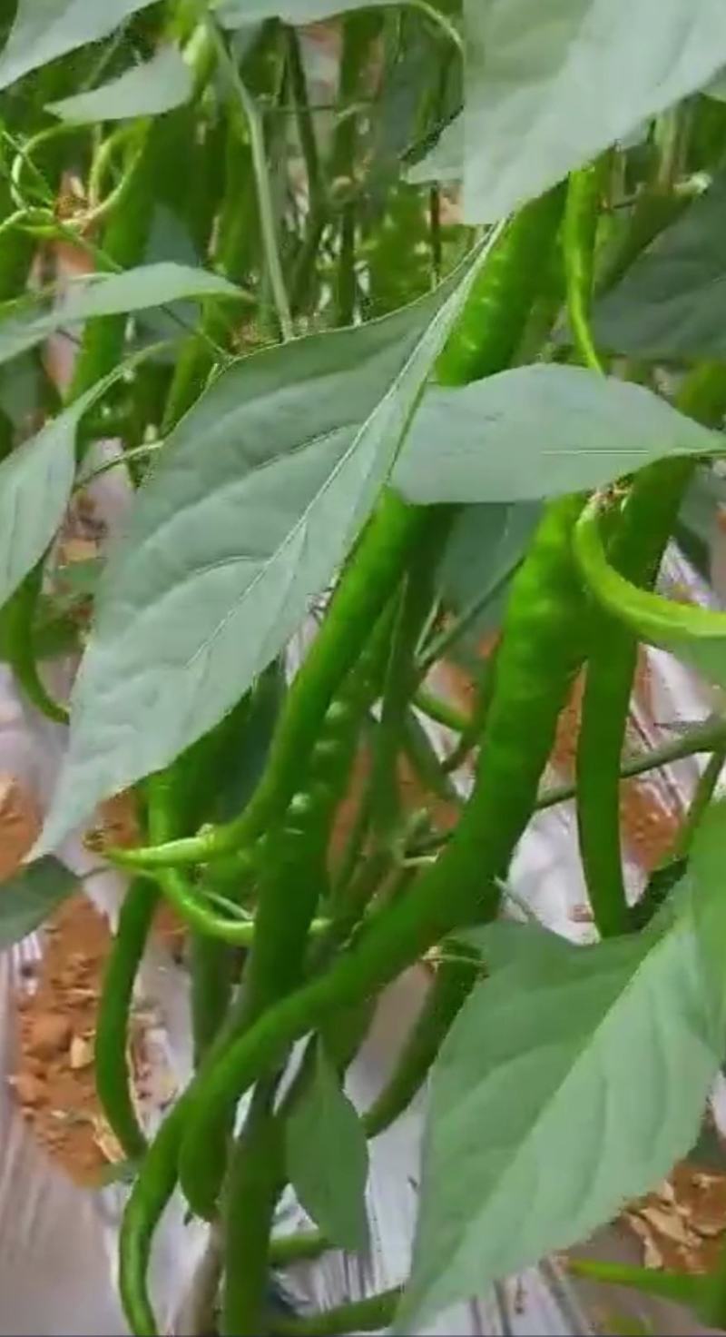 长线椒种子苏润958早熟椒条长顺直商品性好产量高