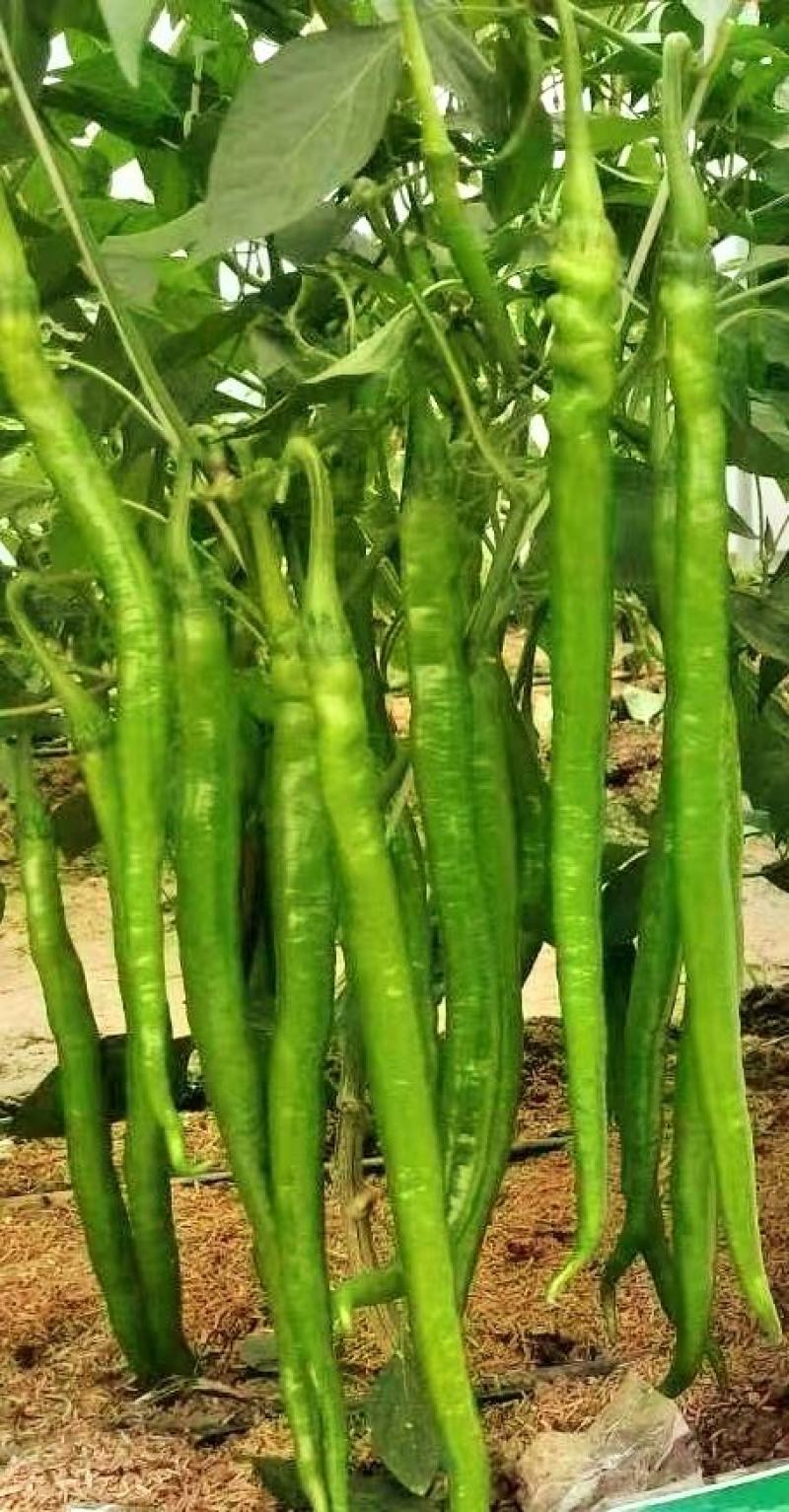 长线椒种子苏润958早熟椒条长顺直商品性好产量高