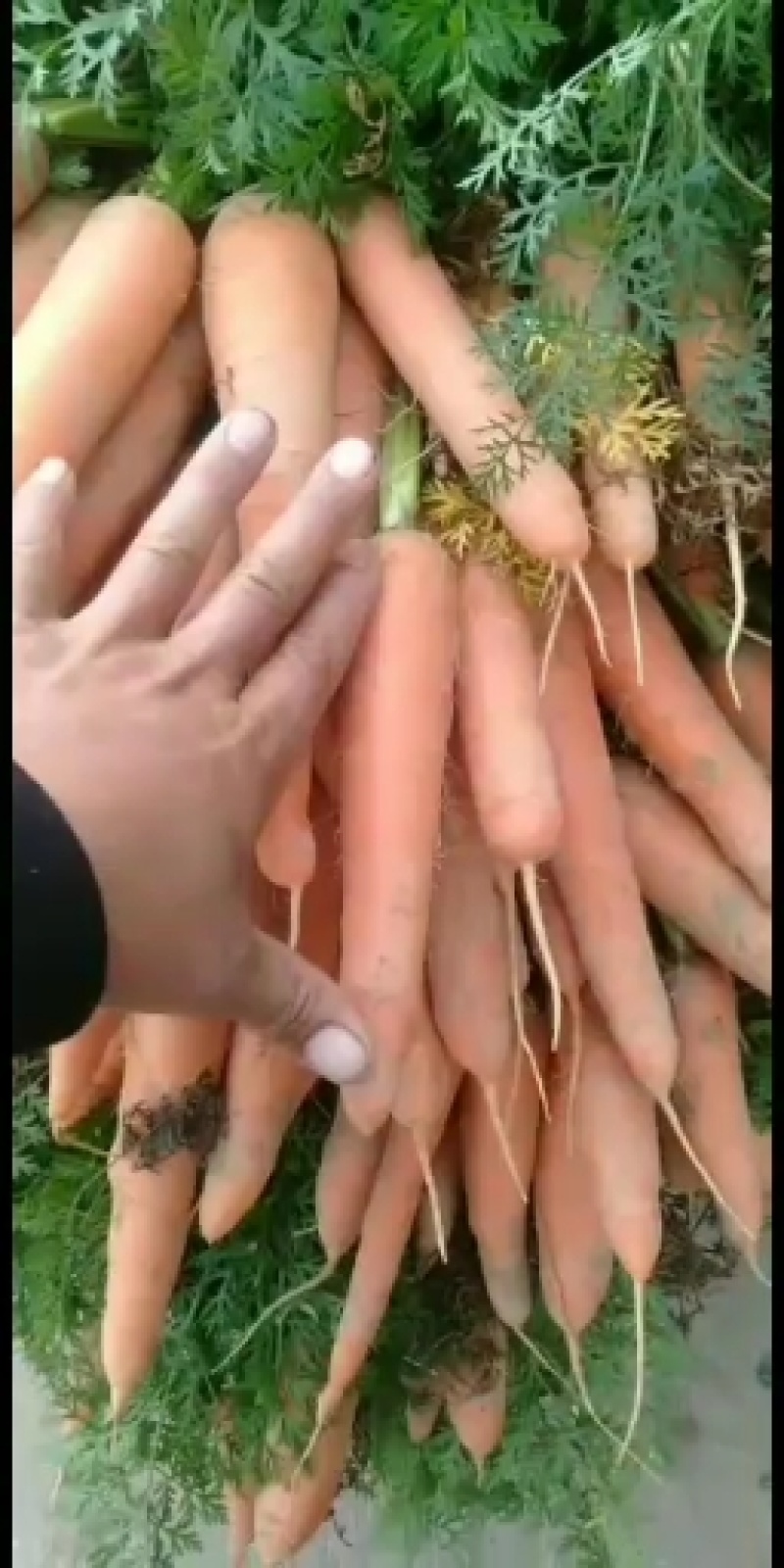 开封纯沙地胡萝卜质量好，条形好，三两以上的，散装，袋装，