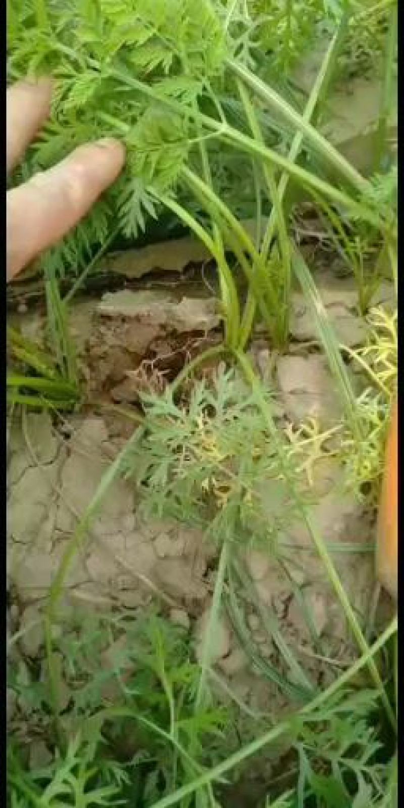 开封纯沙地胡萝卜质量好，条形好，三两以上的，散装，袋装，