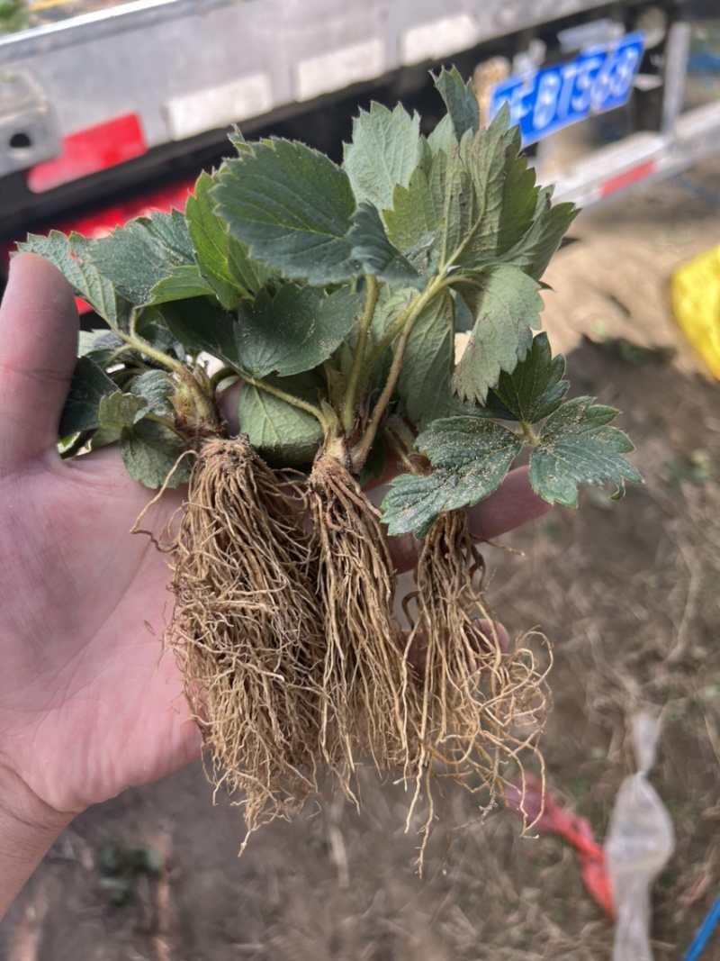 红颜草莓苗大叶红颜产量高抗病能力强超级红颜草莓苗