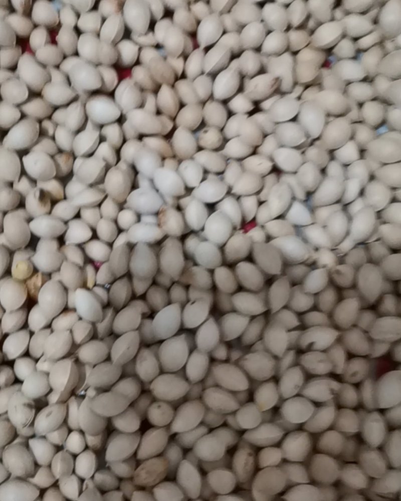 白果又名银杏