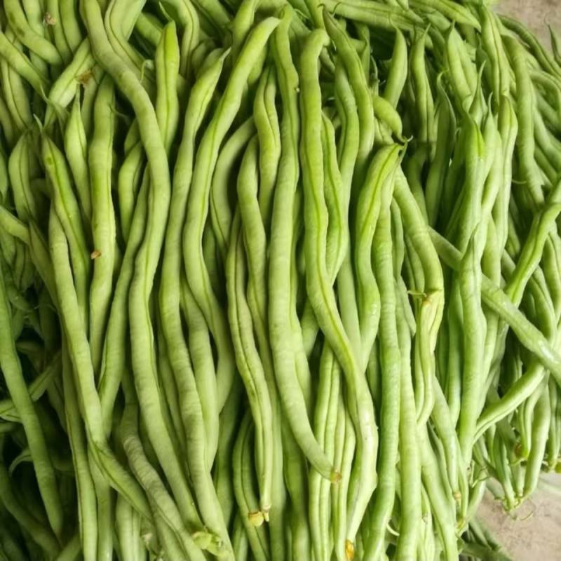 泰国架豆王一尺架豆王种子春秋均可播种农家庭院种植