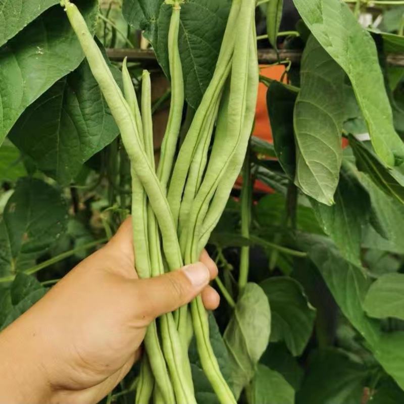 泰国架豆王一尺架豆王种子春秋均可播种农家庭院种植
