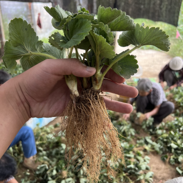妙香七号草莓苗脱毒隋珠草莓苗法兰地甜查理黔莓一号草莓苗