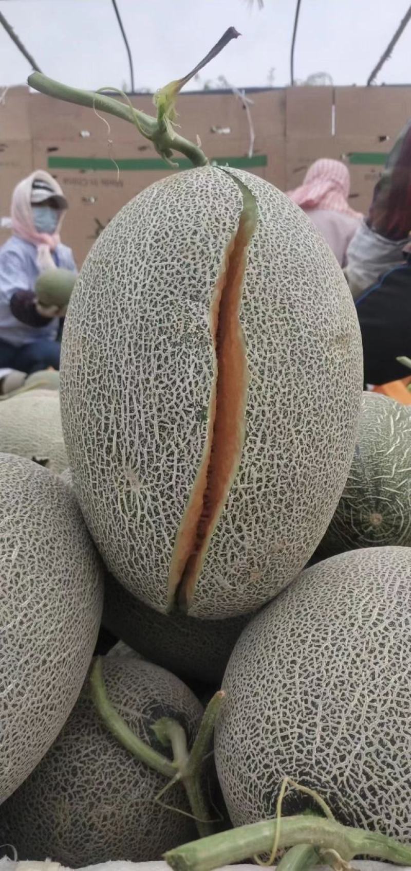 河南省夏邑县哈密瓜小蜜25，甜度高，果行好，大吨位供应