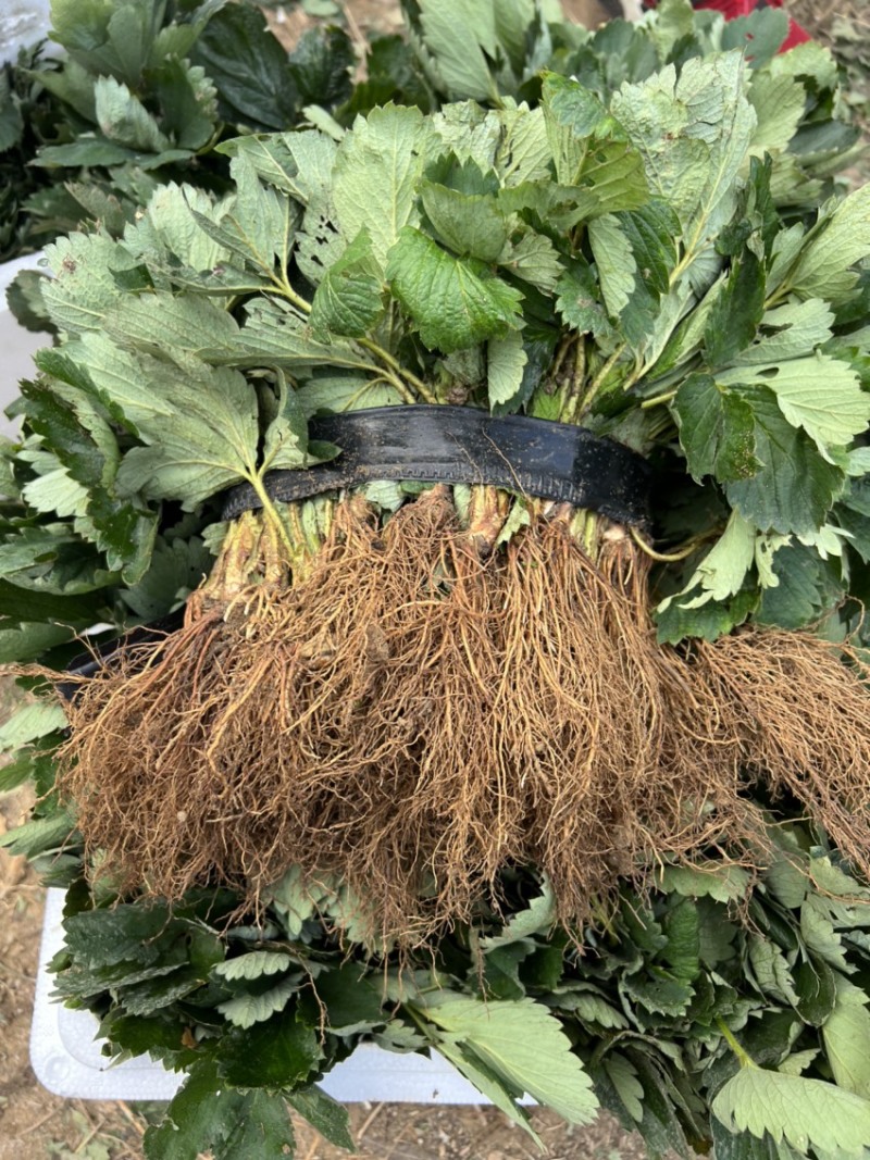 章姬草莓苗脱毒章姬草莓苗甜宝草莓苗根系发达无病害