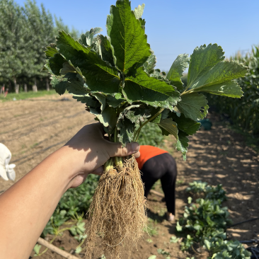 香野草莓苗隋珠草莓苗抗病能力强香蕉草莓越秀宁玉天仙醉