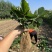 香野草莓苗隋珠草莓苗抗病能力强香蕉草莓越秀宁玉天仙醉