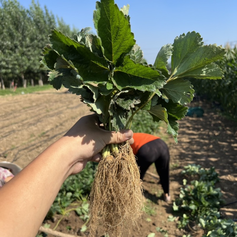香野草莓苗隋珠草莓苗抗病能力强香蕉草莓越秀宁玉天仙醉