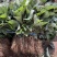 香野草莓苗隋珠草莓苗抗病能力强香蕉草莓越秀宁玉天仙醉