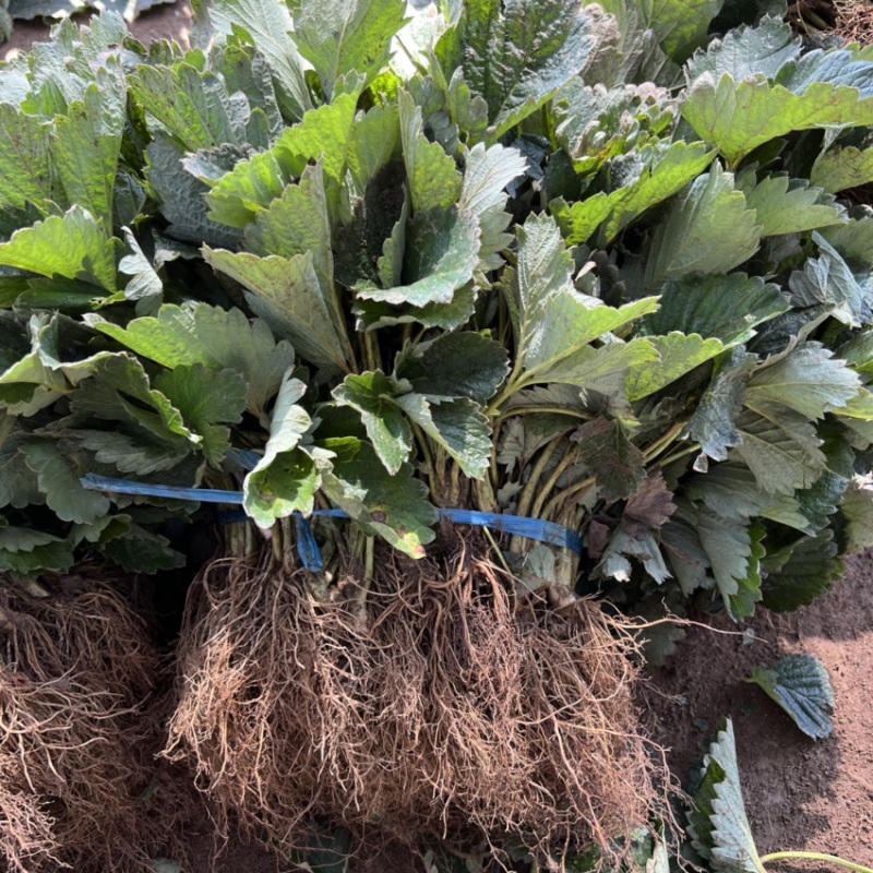 香野草莓苗隋珠草莓苗抗病能力强香蕉草莓越秀宁玉天仙醉