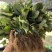 香野草莓苗隋珠草莓苗抗病能力强香蕉草莓越秀宁玉天仙醉