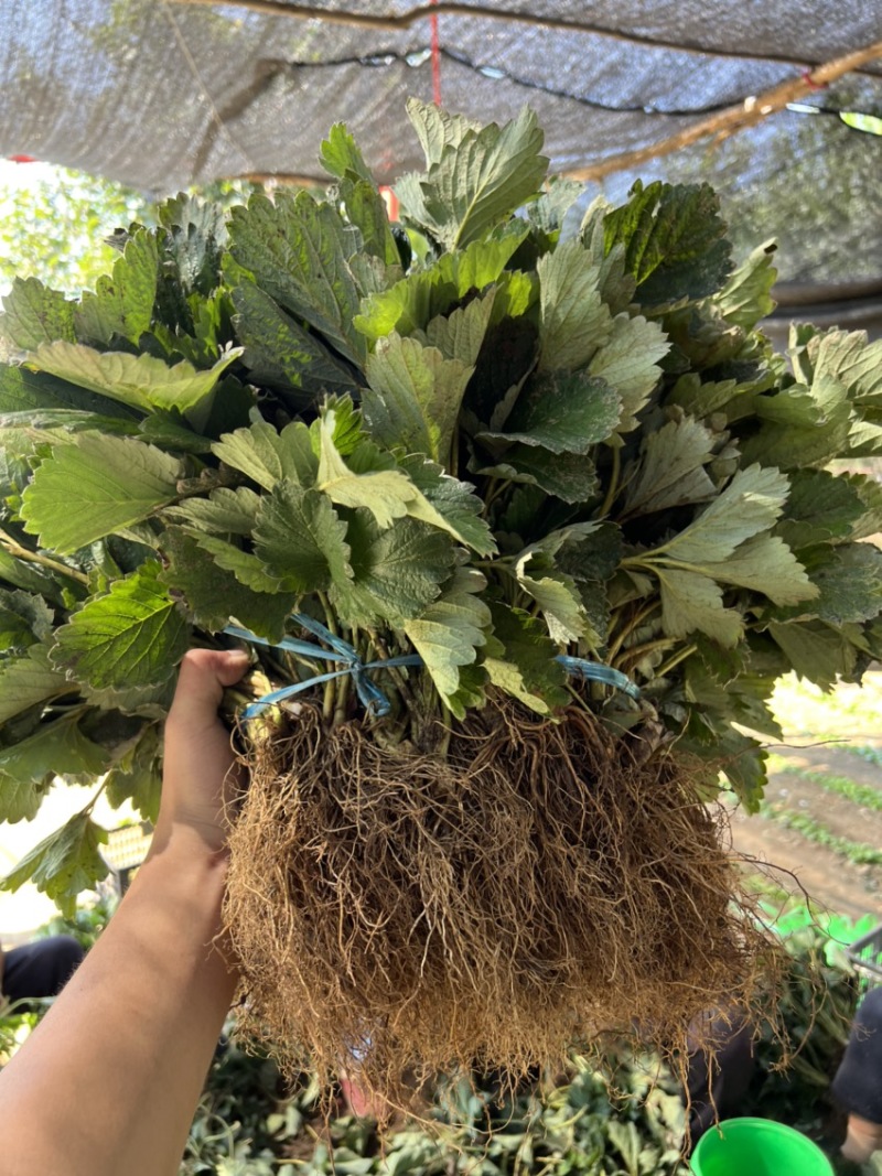 香野草莓苗隋珠草莓苗抗病能力强香蕉草莓越秀宁玉天仙醉