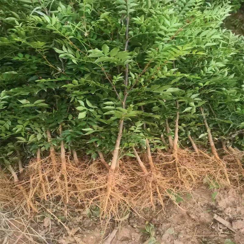 大红袍花椒狮子头花椒苗黄盖花椒苗
