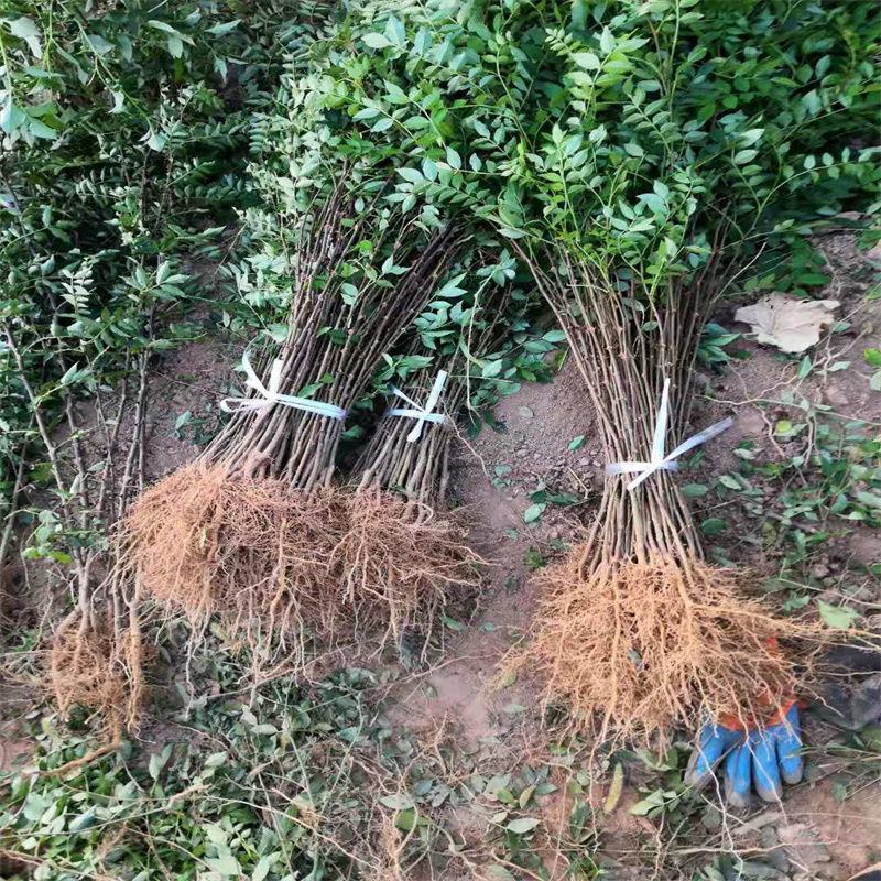大红袍花椒狮子头花椒苗黄盖花椒苗