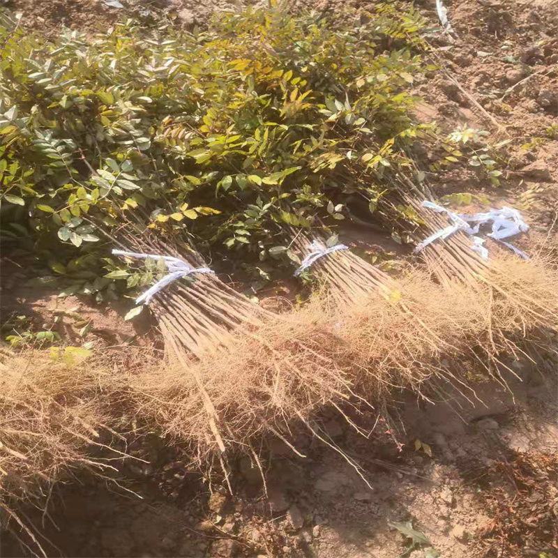 大红袍花椒狮子头花椒苗黄盖花椒苗