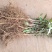 大红袍花椒狮子头花椒苗黄盖花椒苗