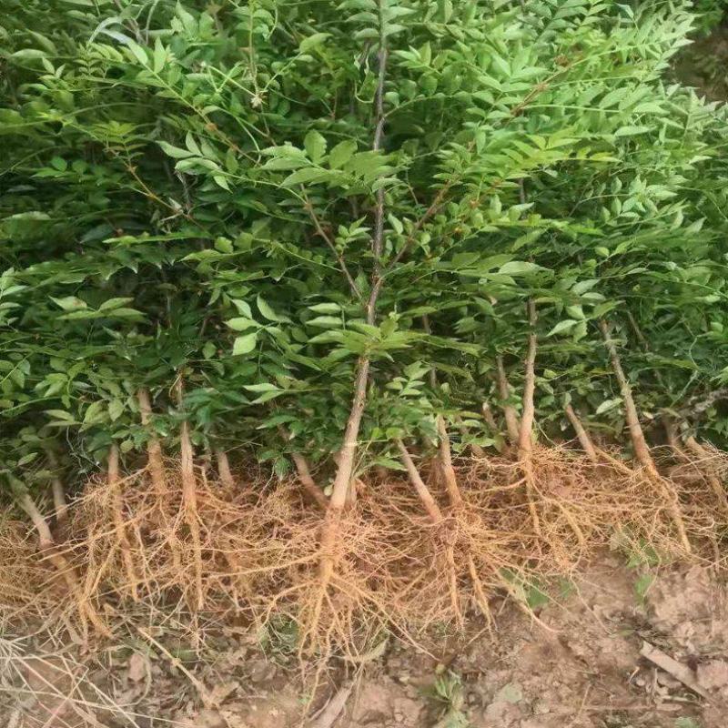 大红袍花椒狮子头花椒苗黄盖花椒苗
