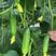 水果黄瓜种子未来103全雌性翠绿色耐低温高产量