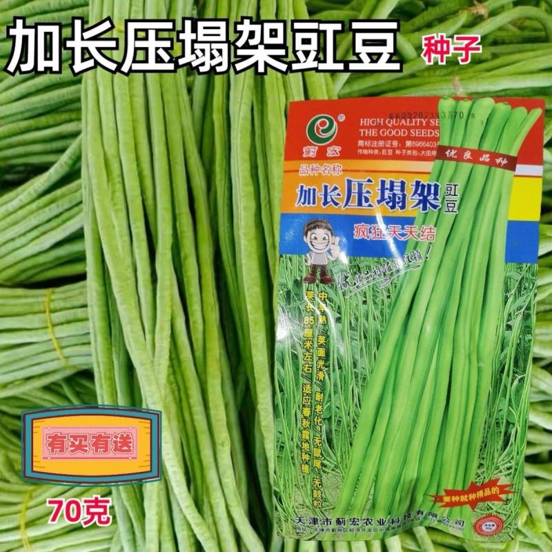 加长压塌架豇豆种子白条豇豆长豆角种子农家庭院种植