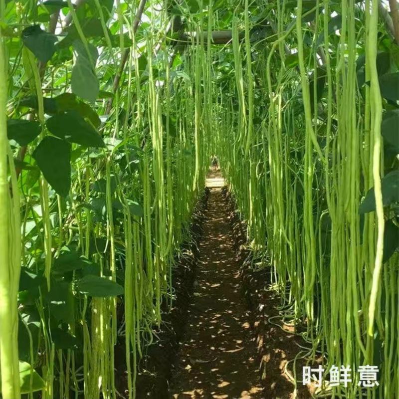 加长压塌架豇豆种子白条豇豆长豆角种子农家庭院种植