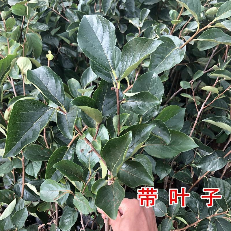 阳丰甜柿子树苗火葫芦柿子苗吊红柿子苗50~80cm