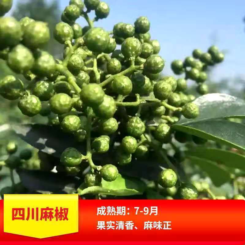 无刺花椒苗嫁接无刺花椒苗大红袍狮子头青花椒苗黄盖花椒苗麻