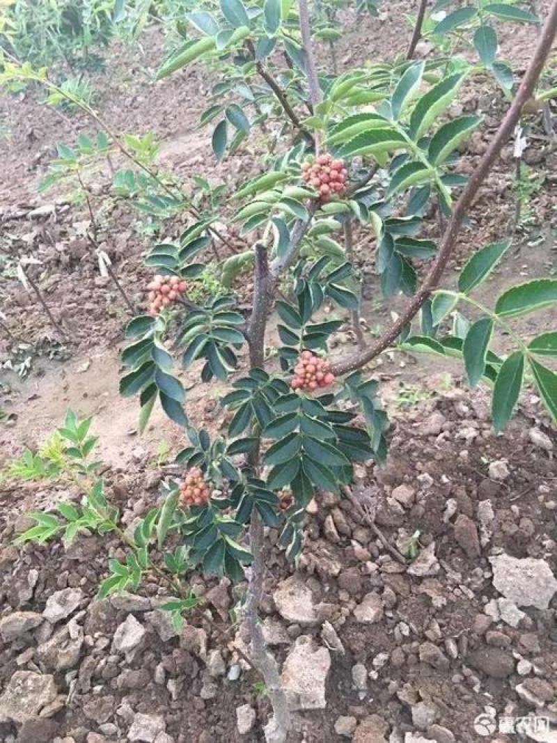 无刺花椒苗嫁接无刺花椒苗大红袍狮子头青花椒苗黄盖花椒苗麻