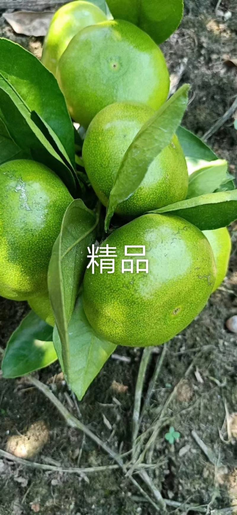 国庆一号密桔大量上市了