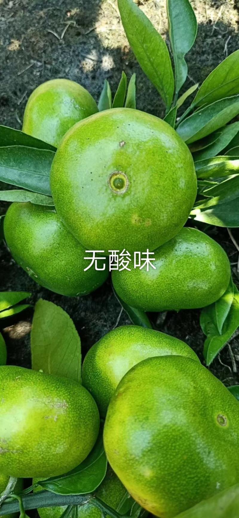国庆一号密桔大量上市了