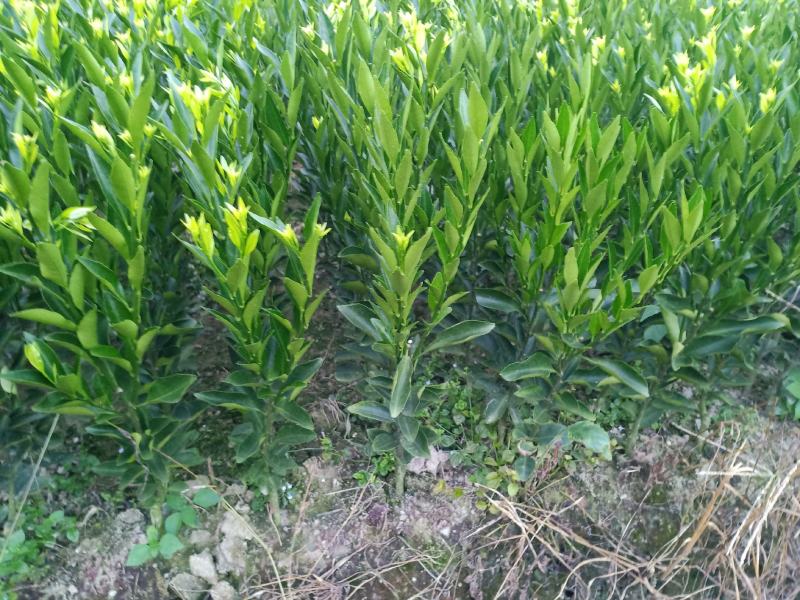 正宗原枝柑驳新会柑苗