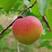 珍珠油杏苗种苗水果苗杏树苗，包成活，珍珠油杏树苗