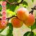 珍珠油杏苗种苗水果苗杏树苗，包成活，珍珠油杏树苗
