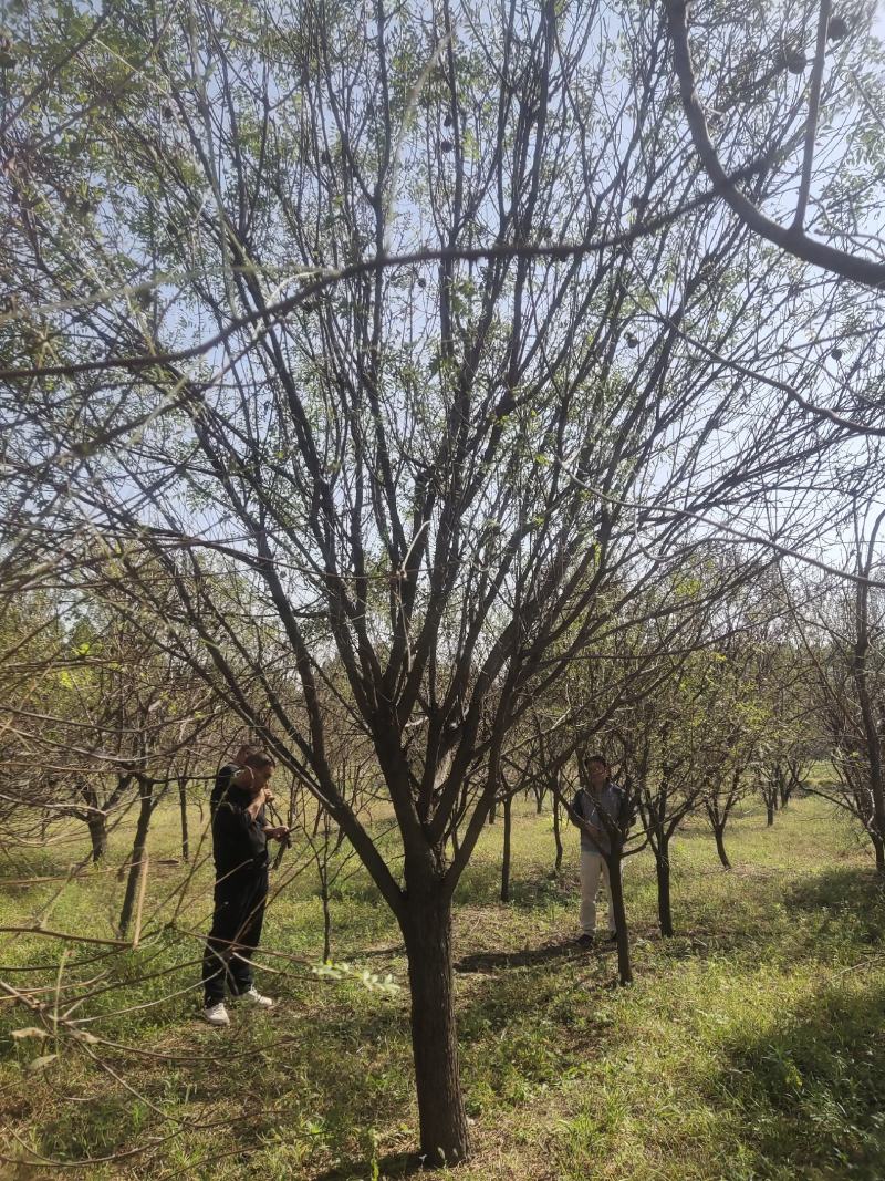 大规格文冠果河北千亩文冠果基地常年供应各种规格文冠果
