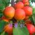 串枝红杏苗种苗水果苗，杏树苗，包成活串枝红杏树苗