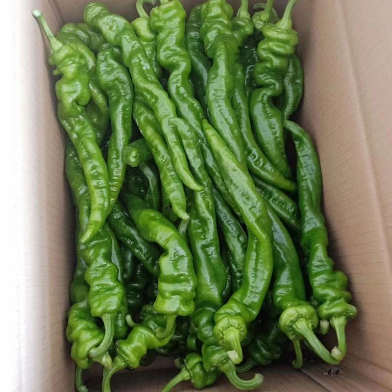 鲜辣椒河南夏邑县万亩301辣椒，线椒，苏椒，龙椒，皱皮椒